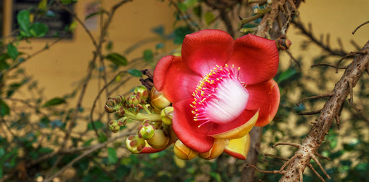 Cannonball Tree