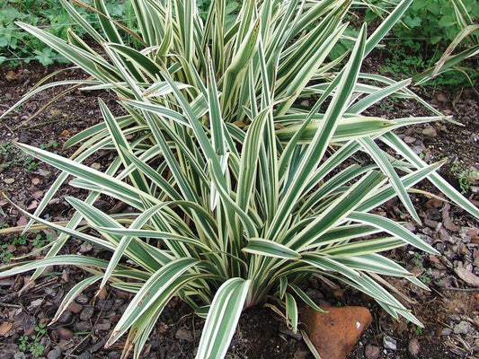 Dianella Variegated (Variegated Flax Lily)