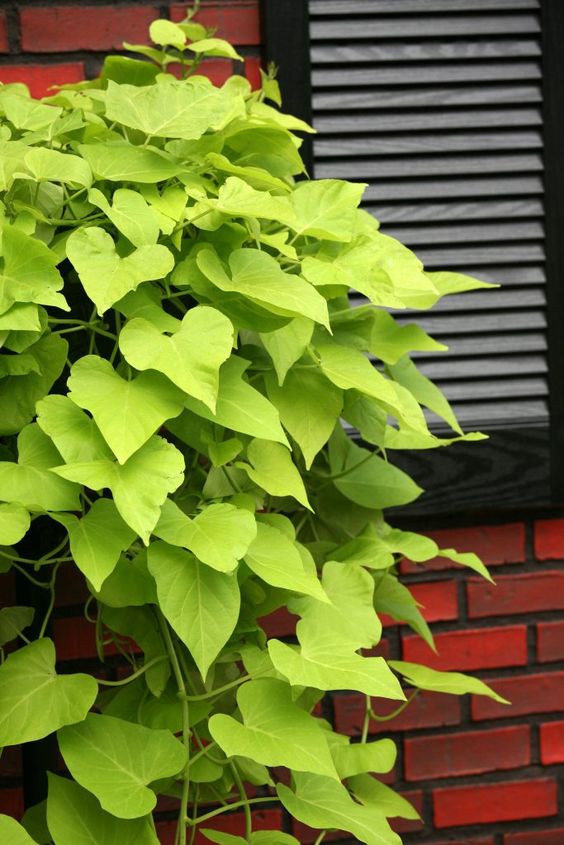 Ipomoea Batatas Chartreuse (Sweet Potato Vine)