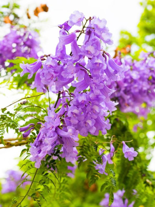 Jacaranda Fileifollia (Jacaranda Mimosifolia, Blue Jacaranda)