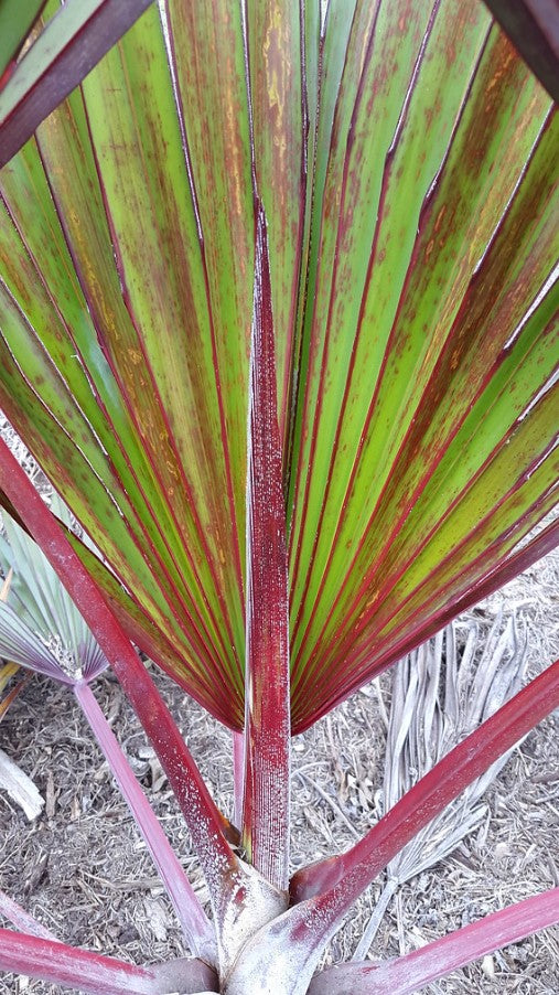 Latania Lontaroides Red (Latania Rubra, Red Latan Palm)