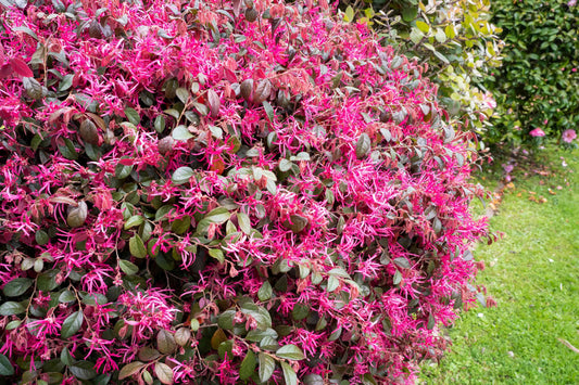 Loropetalum Chinense (Chinese Fringe Flower)