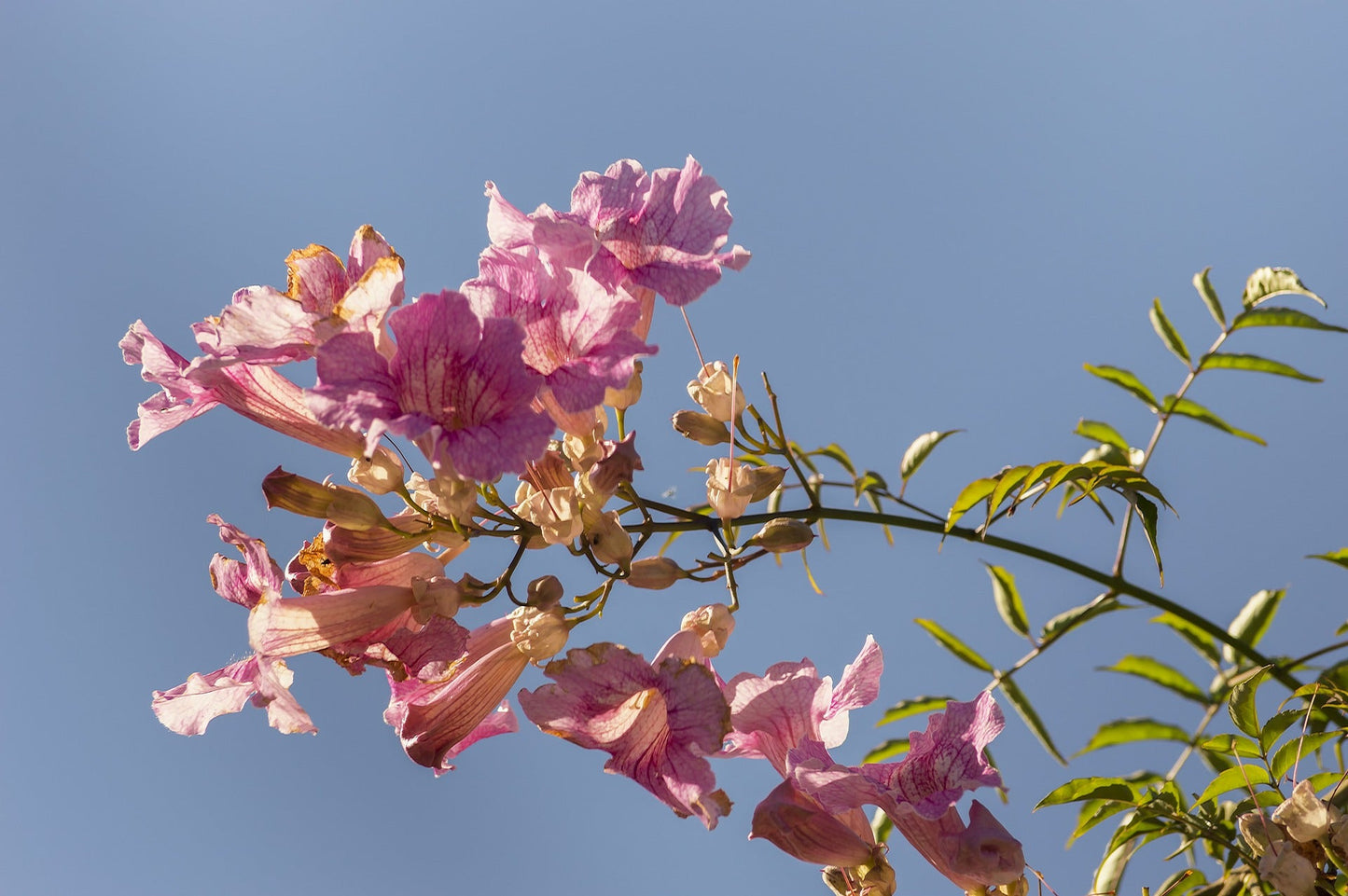 Bignonia Megapotamica