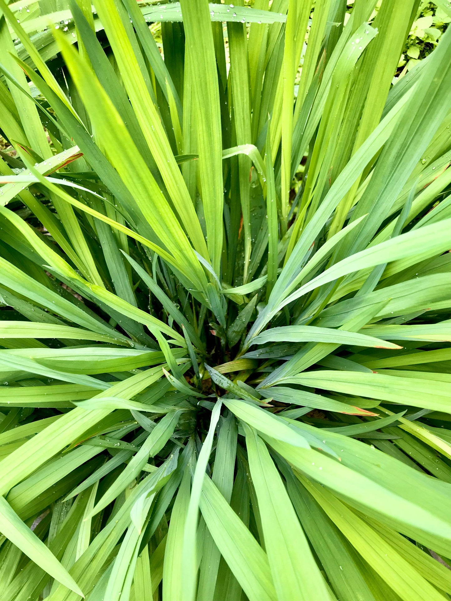 Cymbopogon Citratus (Lemon Grass)