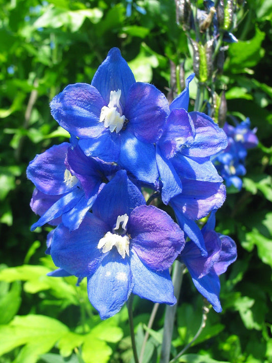 Delphinium Flower