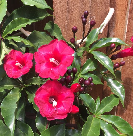 Ipomoea Horsfalliae (Lady Doorly's Morning Glory)