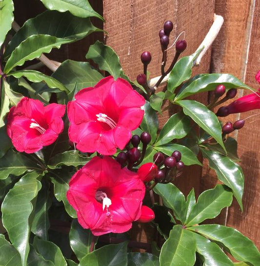 Ipomoea Horsfalliae (Lady Doorly's Morning Glory)