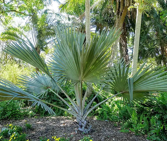 Latania Lontaroides Yellow (Latania Rubra, Yellow Latan Palm)