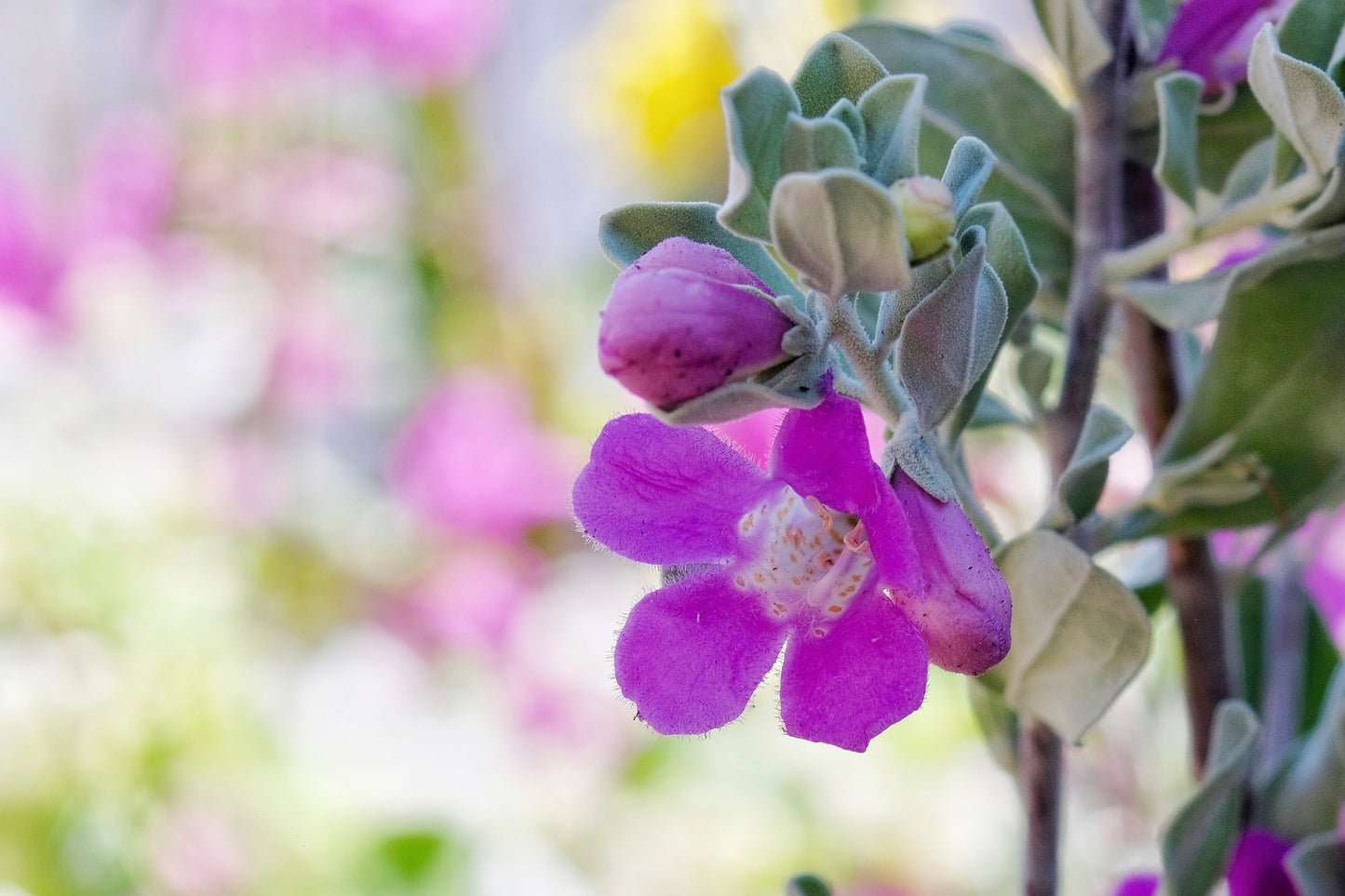 Leucophyllum Frutescens (Texas Sage, Purple Sage)