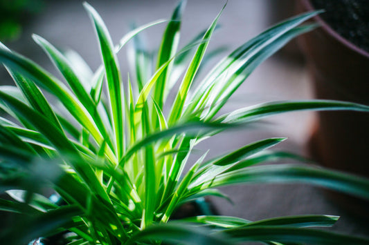 Chlorophytum Comosum (Spider Plant, Airplane Plant)