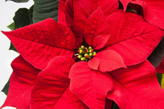 Euphorbia Poinsettia Scented