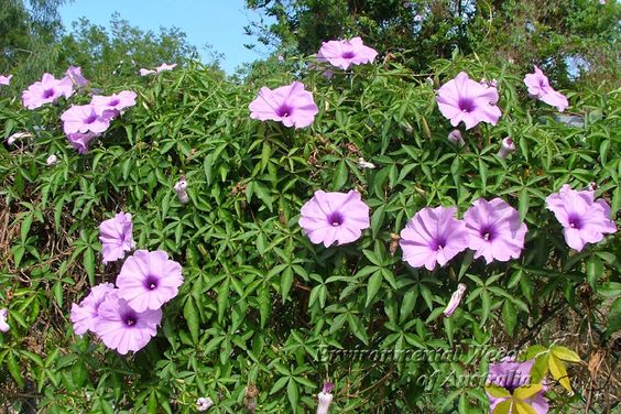 Ipomoea New Convolvulaceae (New Morning Glory)