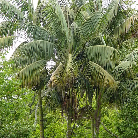 Kentia Palm (Howea Forsteriana, Thatch Palm)