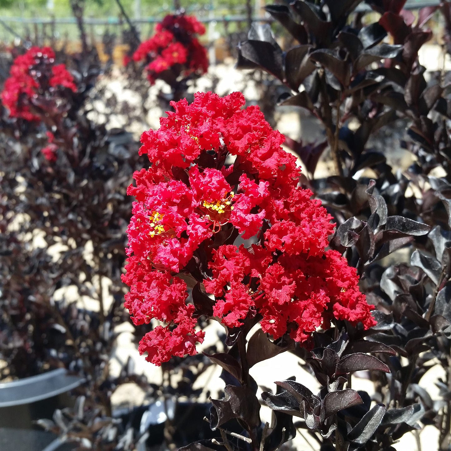 Lagerstroemia Black Diamond (Crape Myrtle Black Diamond)