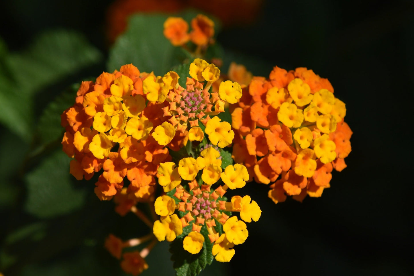 Lantana Species (Lantana, Spanish Flag)