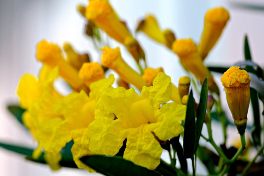 Tabebuia Argentea (Silver Trumpet Tree)