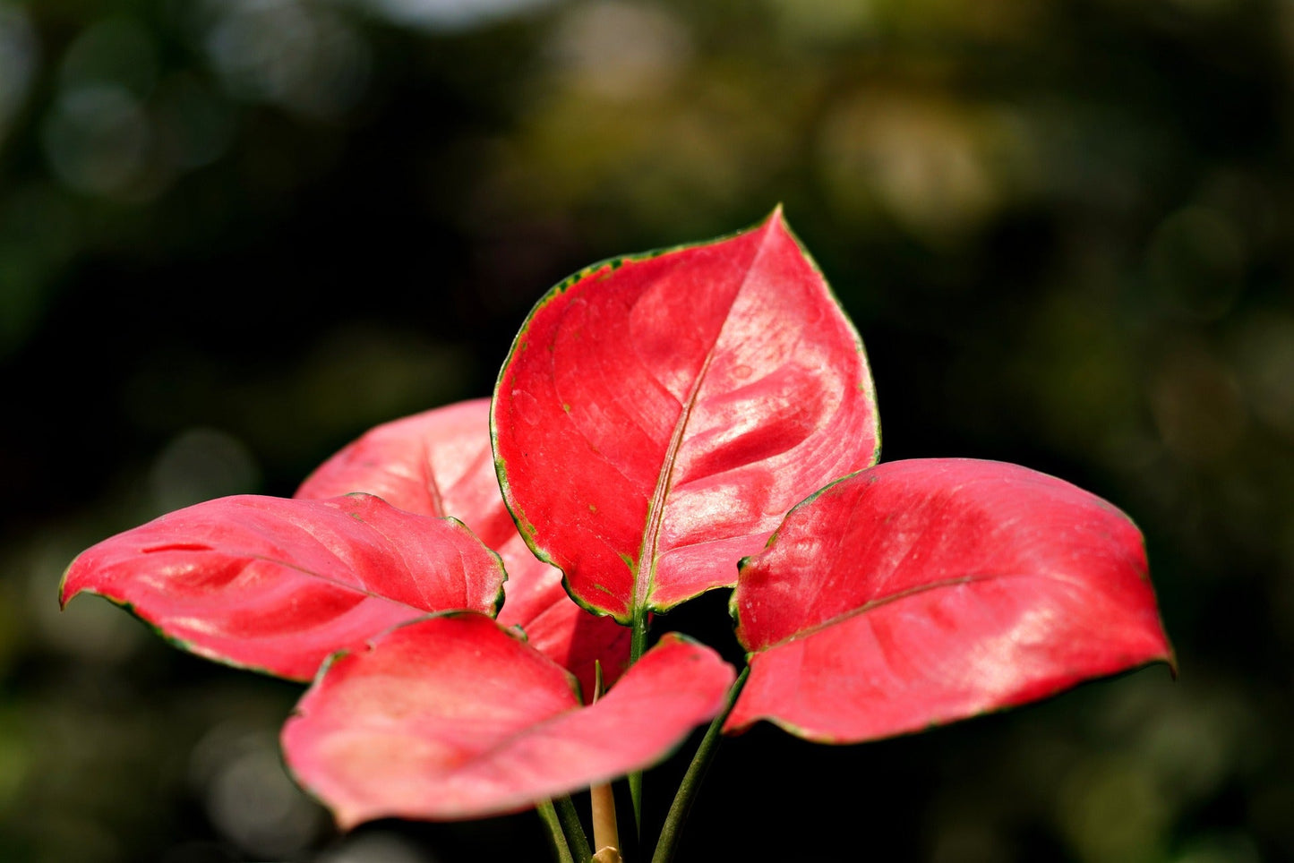 Aglaonema New Red