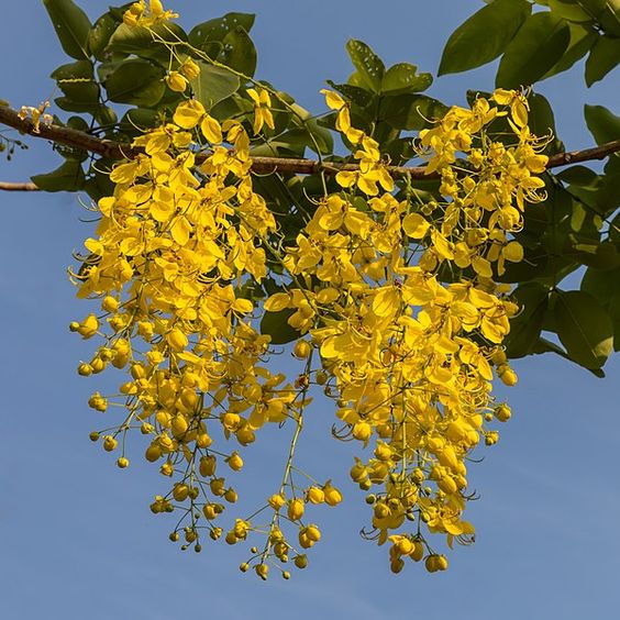 Cassia Festula (Golden Shower Tree)