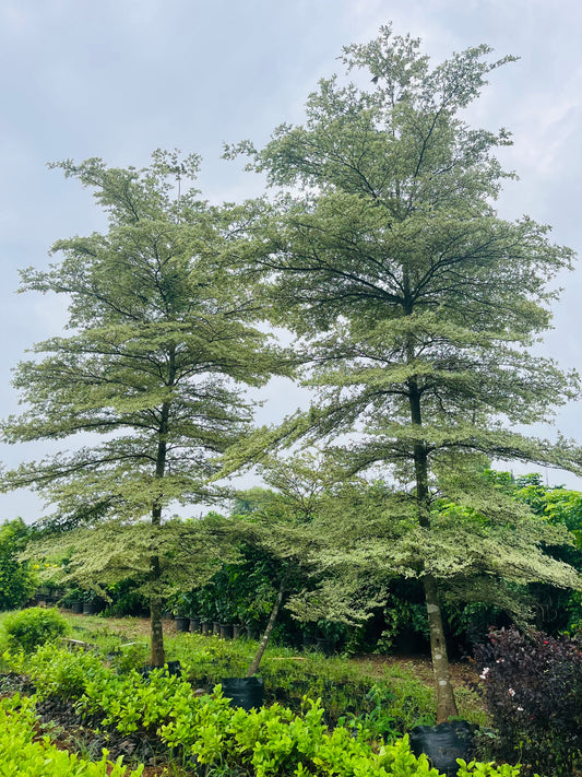 Terminalia Mantaly Variegated