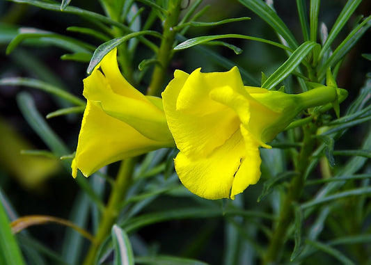 Thevetia Nerifolia (Yellow Oleander, Lucky Nut)