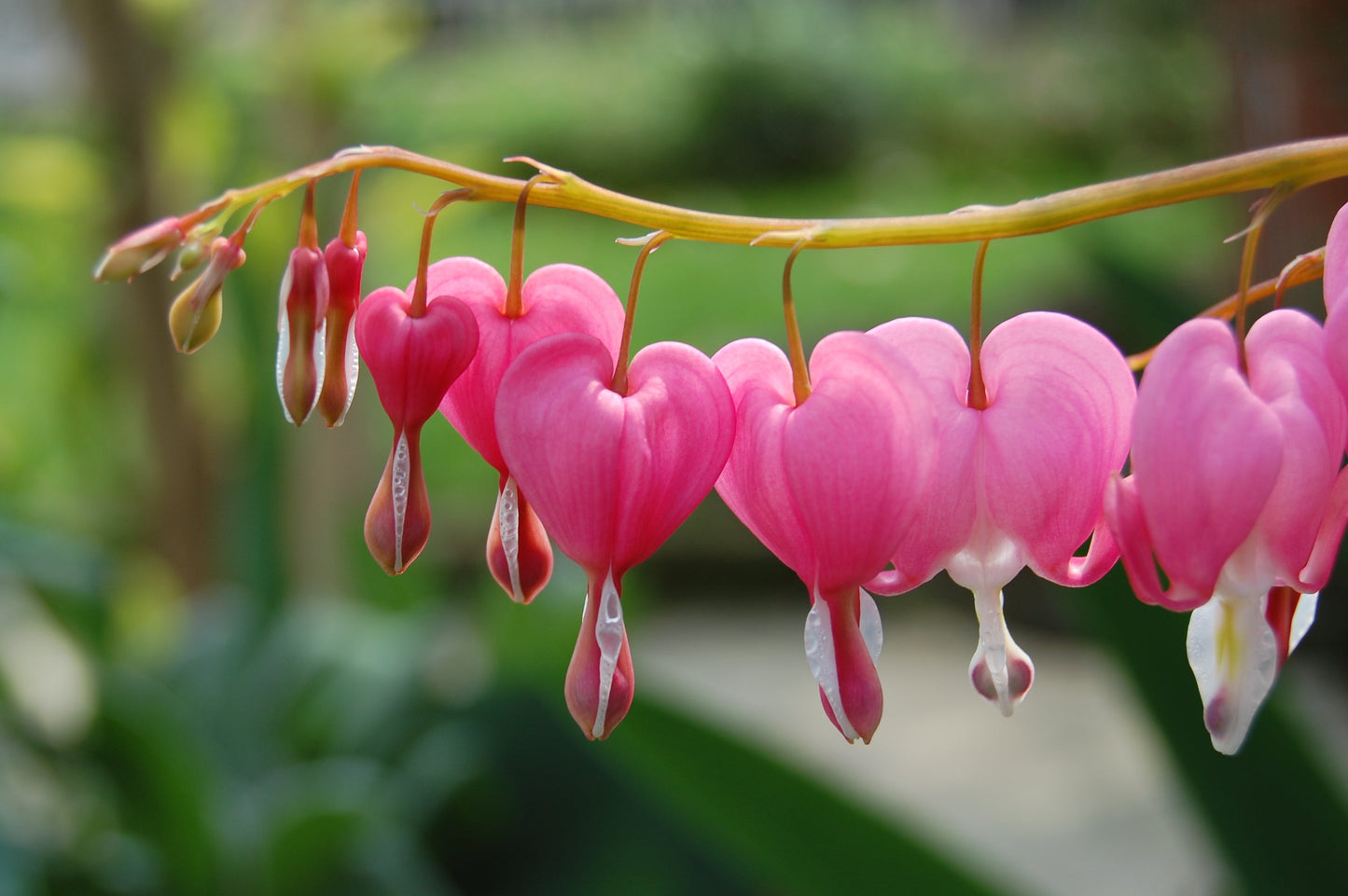 Thomsonia Bleeding Heart (Bleeding Heart Vine)