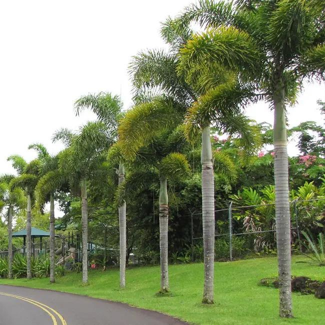 Wodyetia Bifurcata (Foxtail Palm)