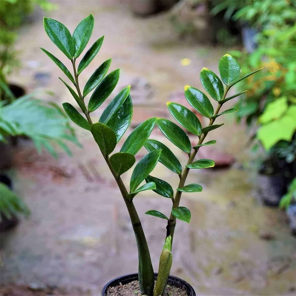 Zamioculcas Zamiifolia (ZZ Plant, Zanzibar Gem)