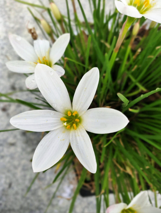 Zephyranthes Candida (White Rain Lily, Fairy Lily)