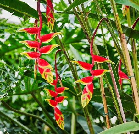 Heliconia Varieties (Lobster Claw, False Bird of Paradise)