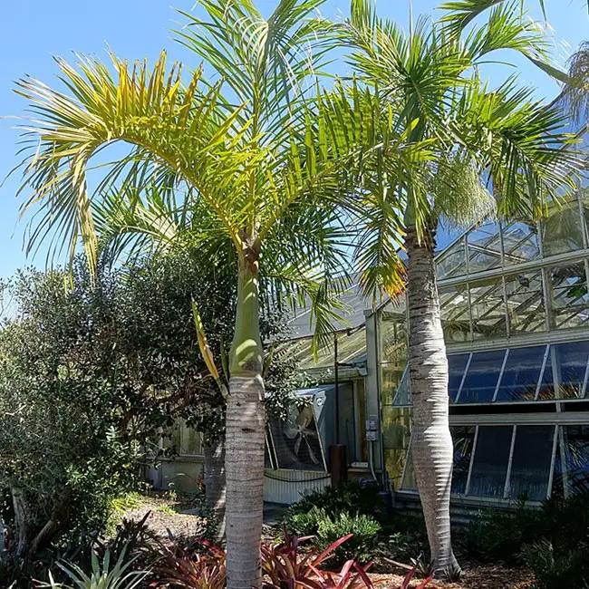 Hyophorbe Verschaffeltii (Spindle Palm, Champion Palm)