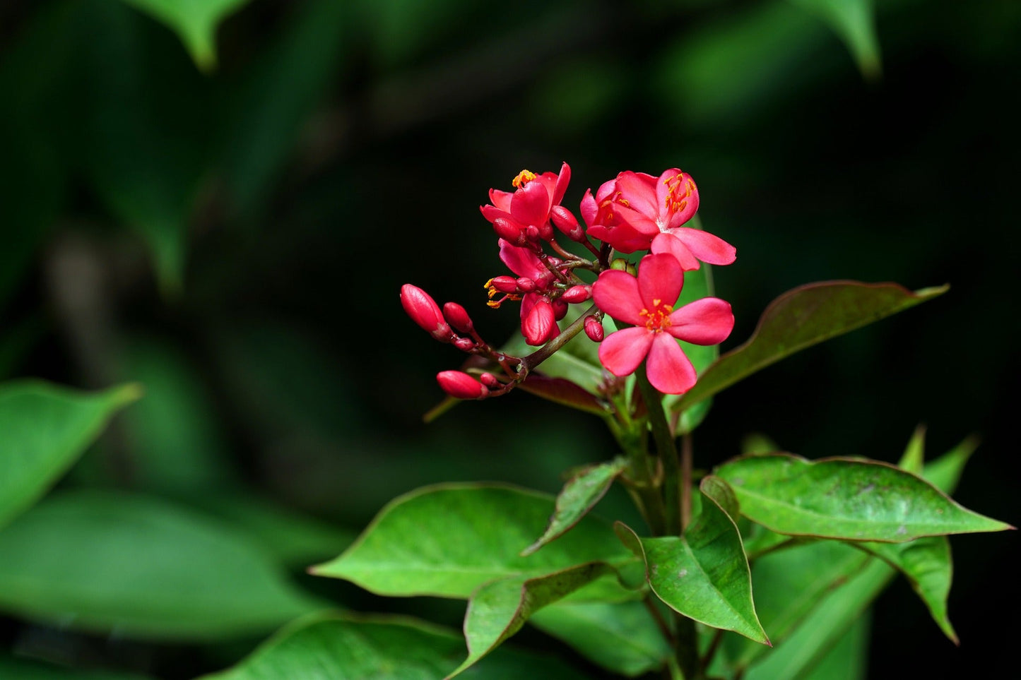 Jatropha Pandurifolia (Jatropha, Peregrina)