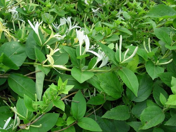 Lonicera Japonica (Japanese Honeysuckle)