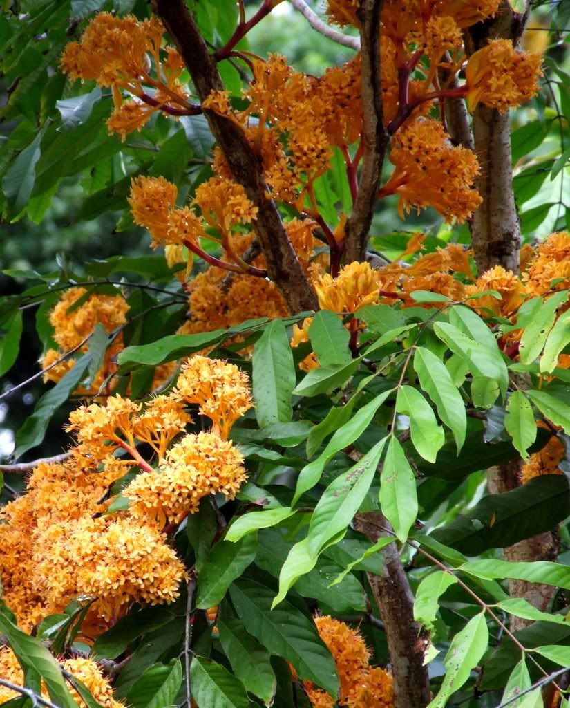 Saraca Cauliflora (Asoka Tree)