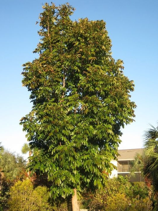 Swietenia Mahagoni (Mahogany)