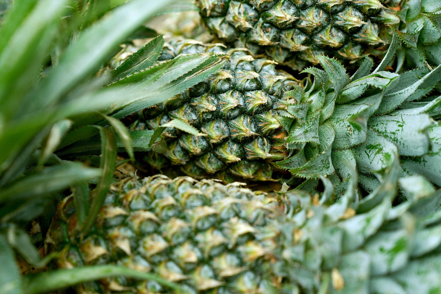 Dwarf Pineapple