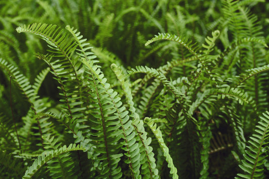 Boston Fern (Sword Fern, Fishbone Fern)