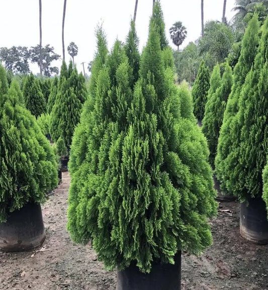 Golden Thuja (Golden Arborvitae)