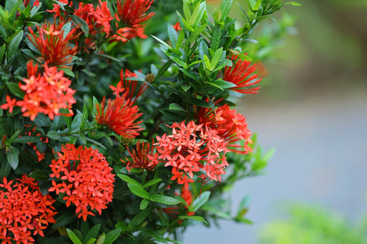 Ixora Species (Ixora, Jungle Flame)