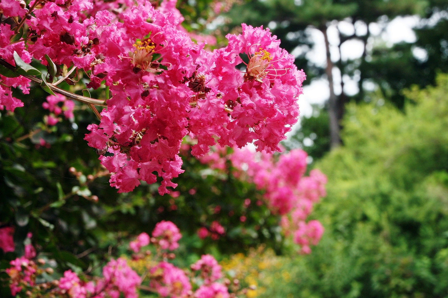 Lagerstroemia Flos Reginae Queens