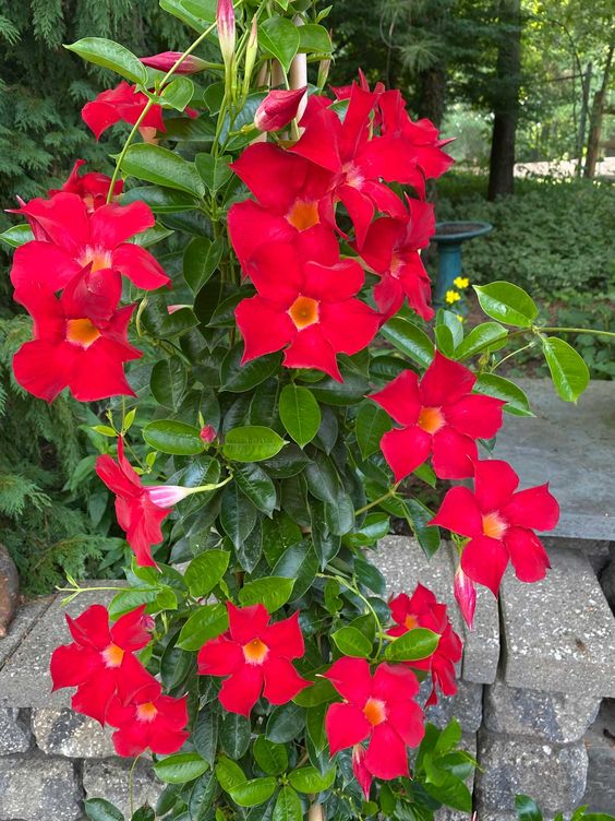 Mandavilla Red (Red Dipladenia)