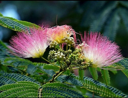 Samanea Rain Tree (Rain Tree, Monkey Pod)