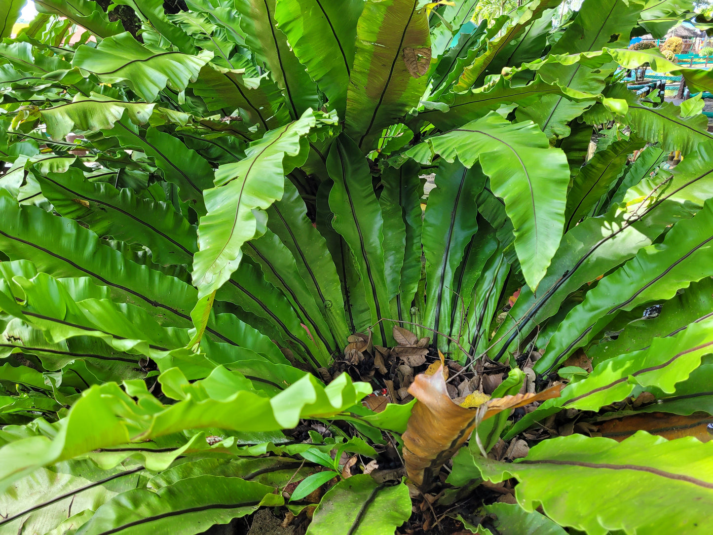 Bird Nest Fern (Asplenium Nidus)