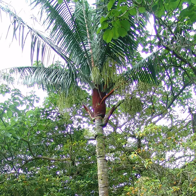 Dypsis Lutescens Dwarf (Dwarf Areca Palm, Butterfly Palm)