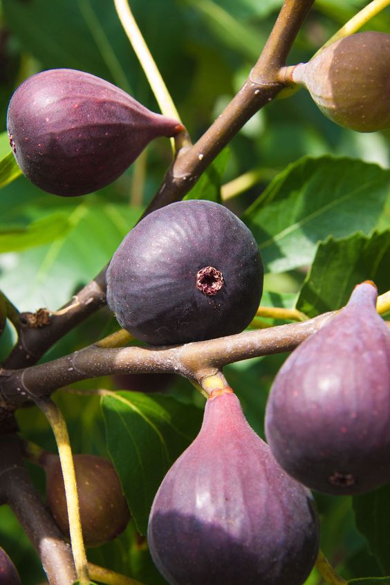 Fig