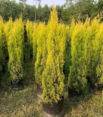 Golden Cypress (Cupressus macrocarpa ����