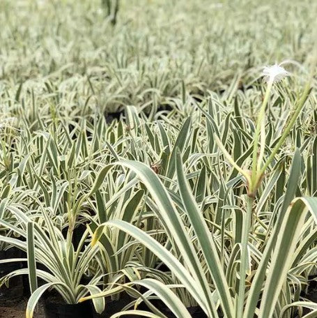 Hymenocallis Littoralis Variegata (Variegated Spider Lily)