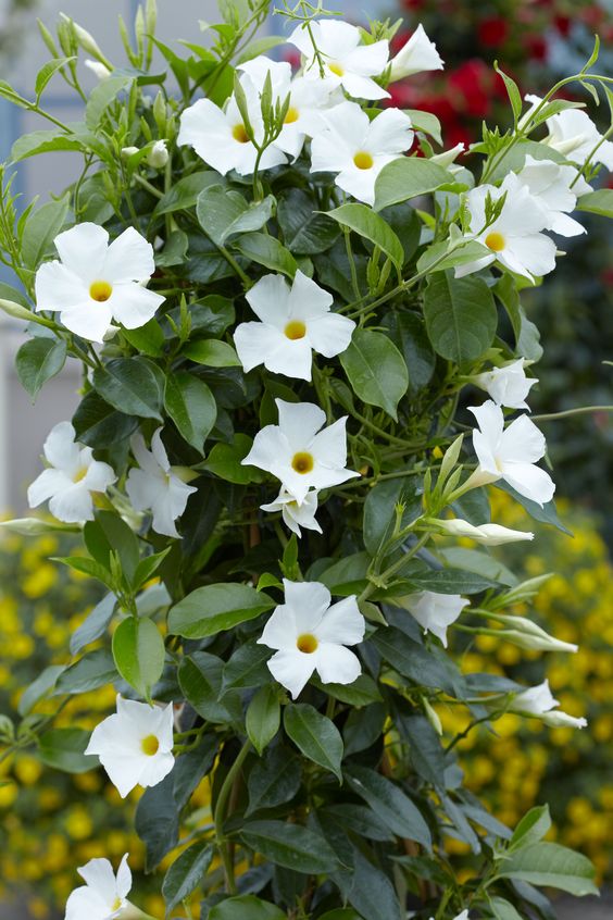 Mandavilla White (White Dipladenia)