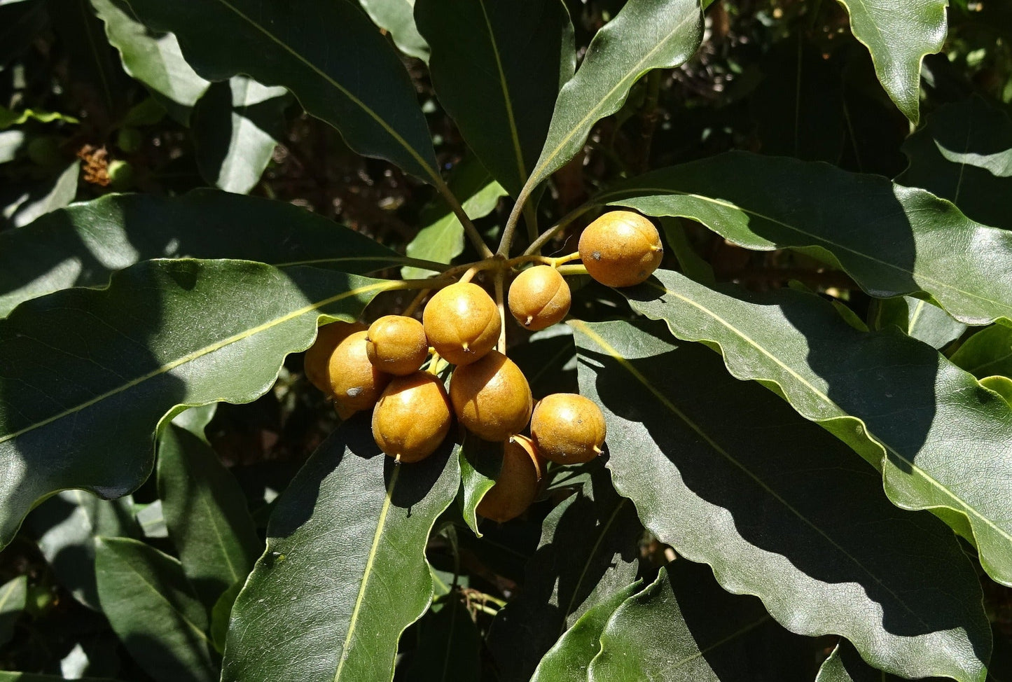 Mimusops Elengi (Spanish Cherry)