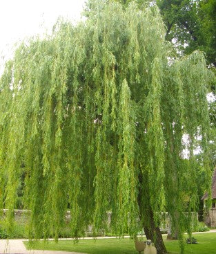 Salix Babilonica