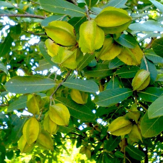 Terminalia Arjuna (Arjuna Tree)